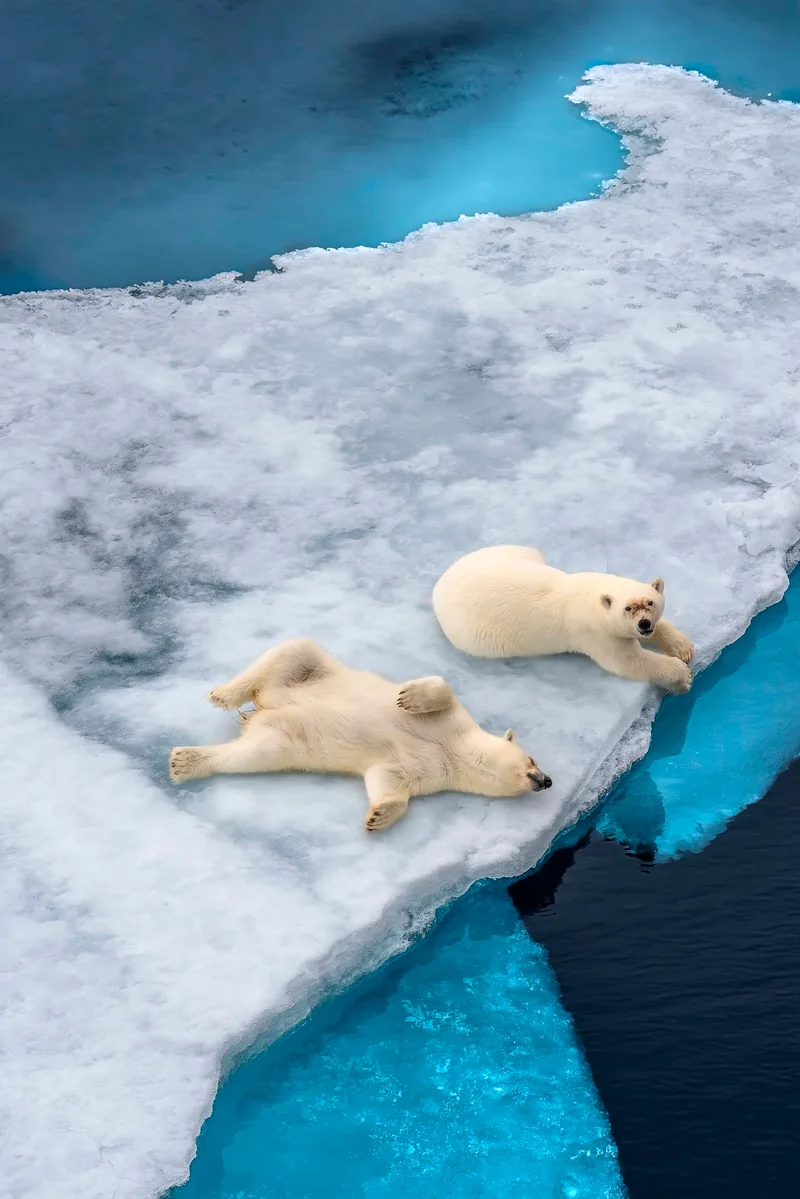 Polar bears resting on drifting ice