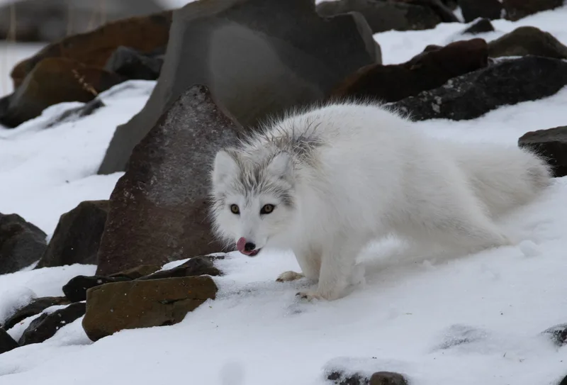 Arctic fox in winter fur