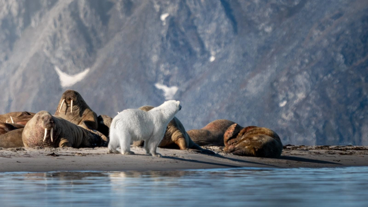 Walruses in the Arctic sunset