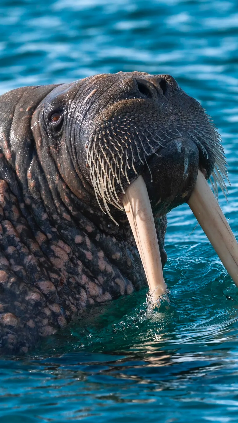 Walrus close up by the shore