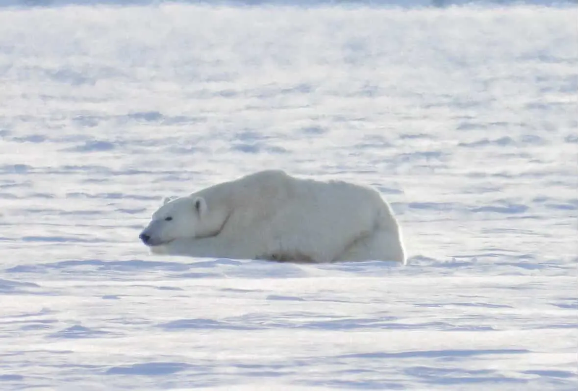 Edge of the Arctic: East coast adventure – 1