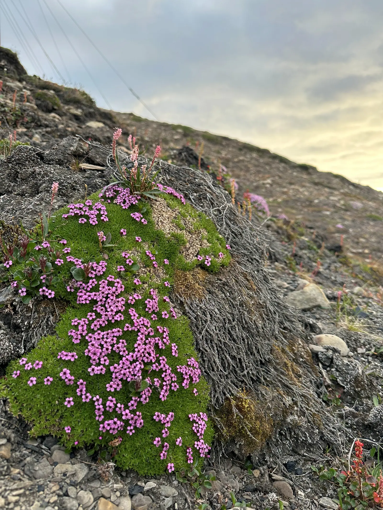 Midnight sun hike and site visit of Seed Vault – 6