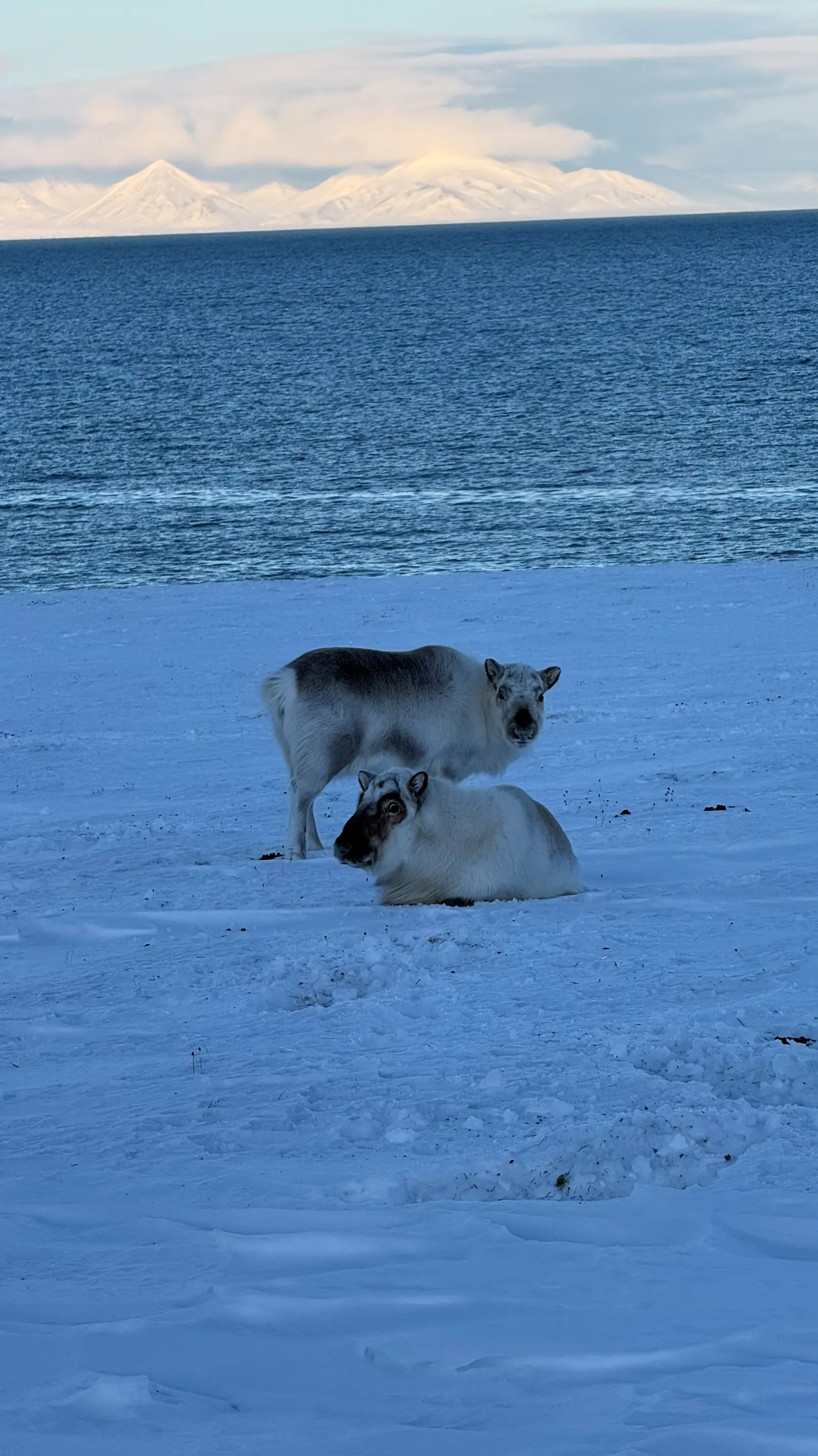 Snowmobile adventure to Tempelfjorden – 3