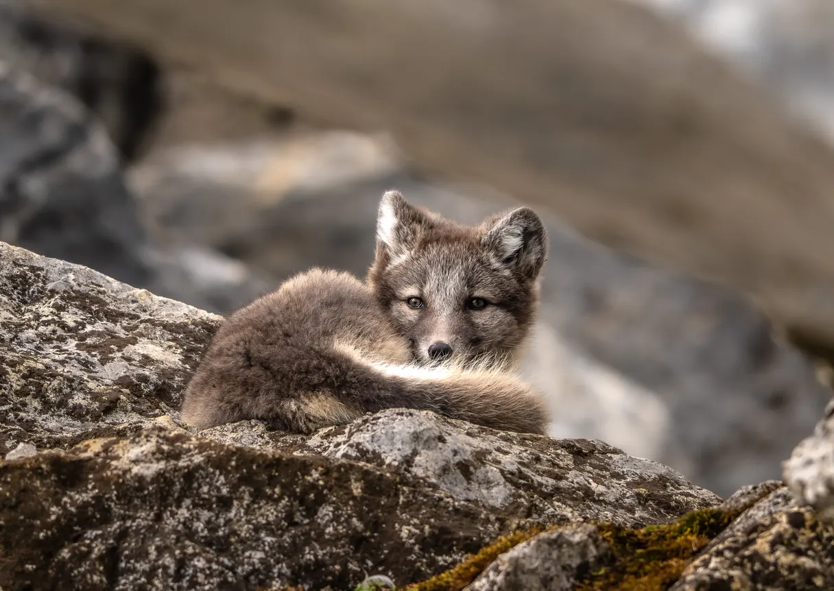 Arctic summer
