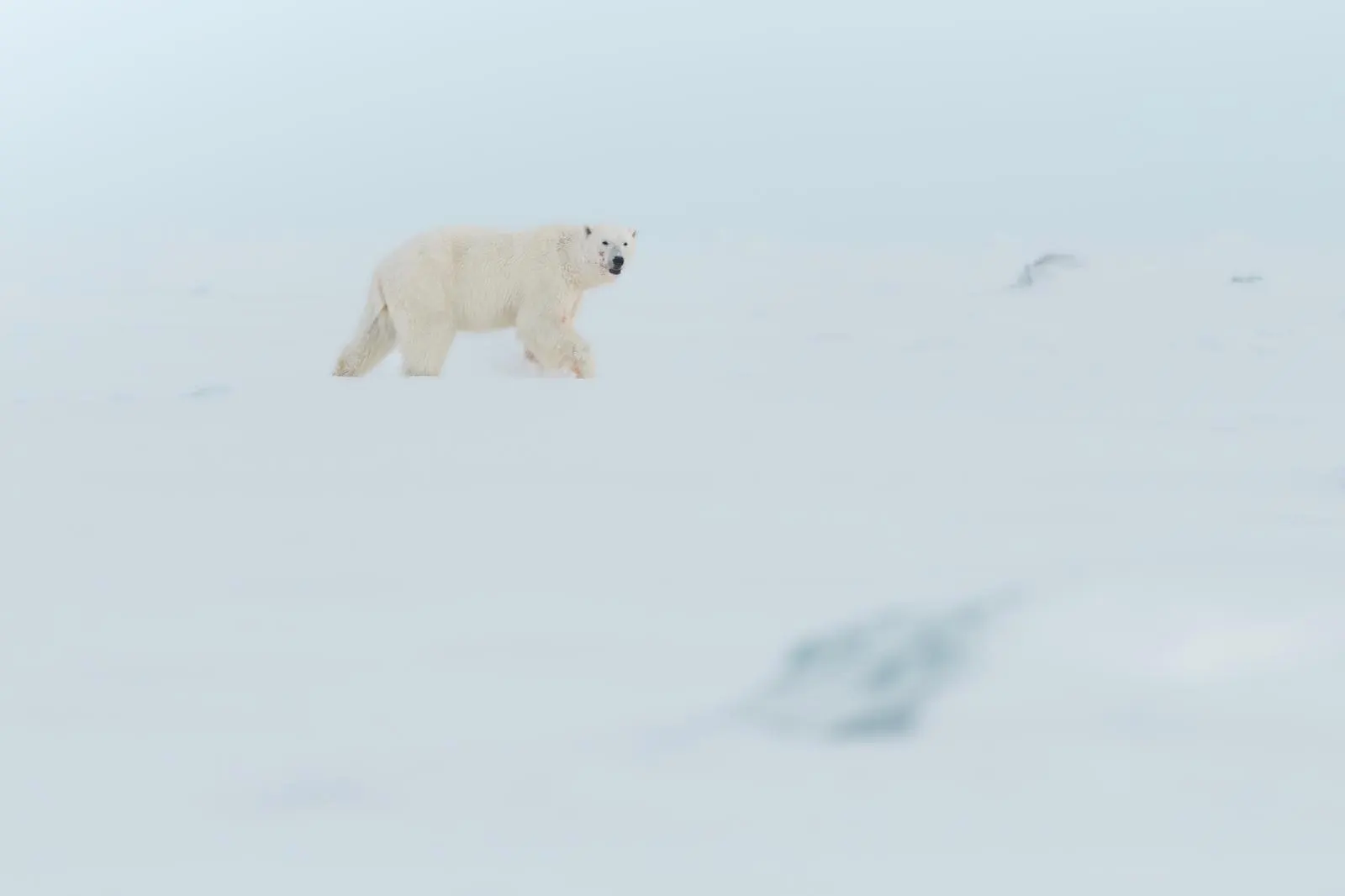 Edge of the Arctic: East coast adventure – 9