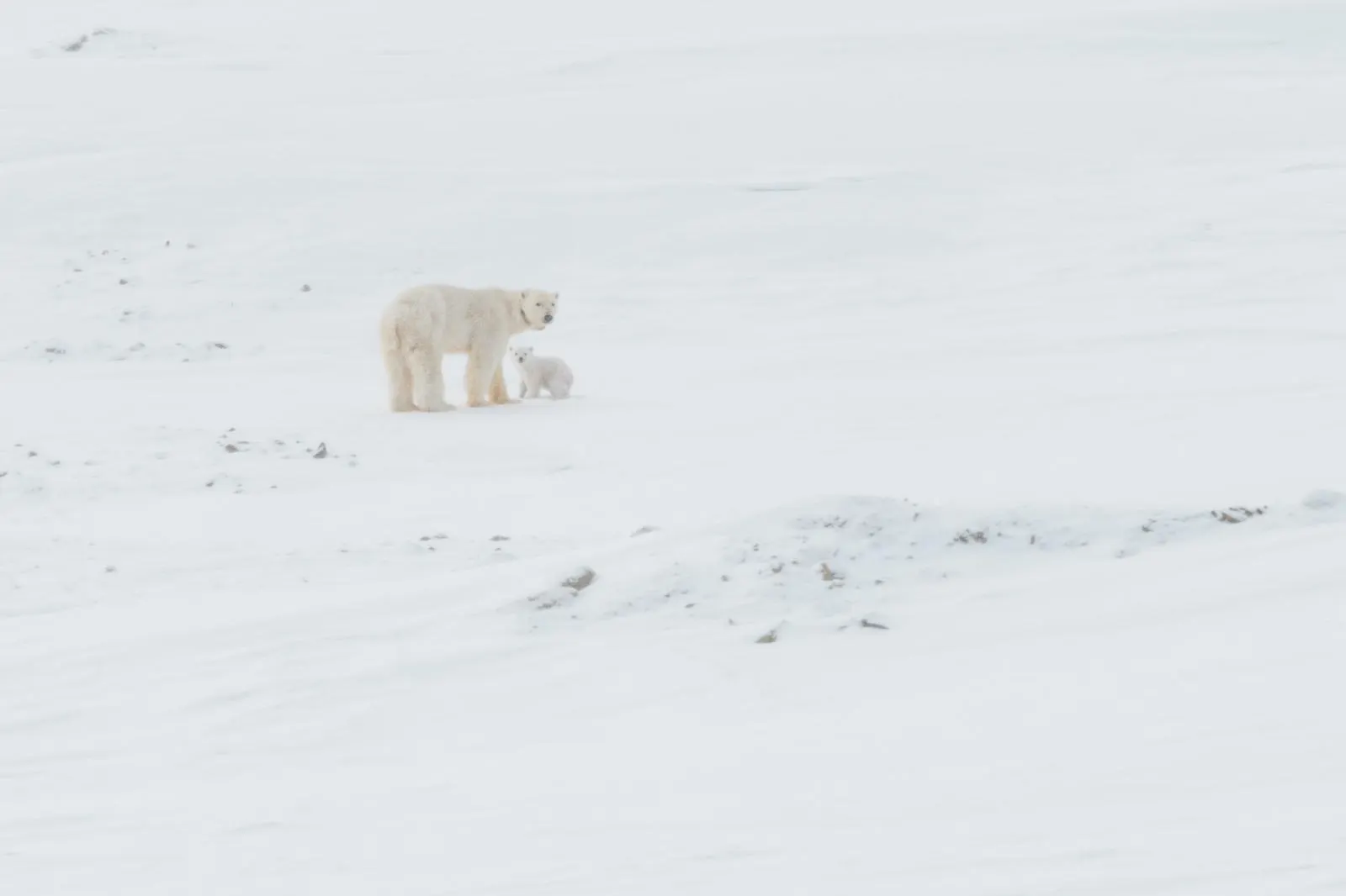 Edge of the Arctic: East coast adventure – 10