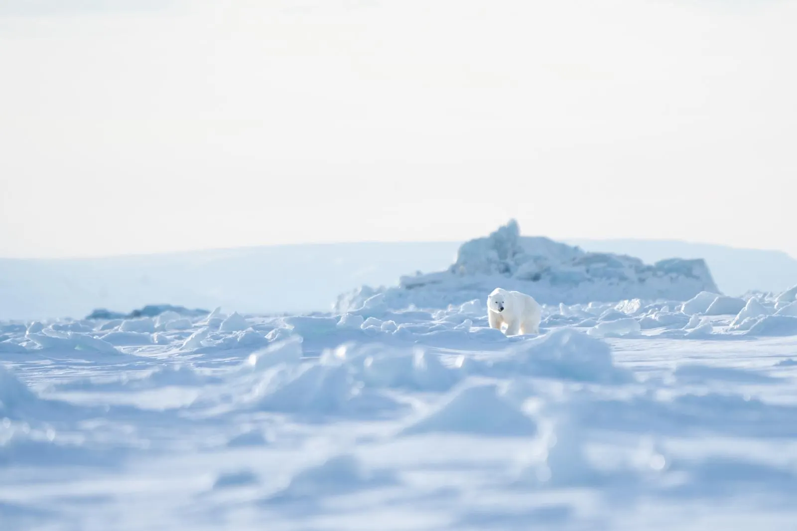Edge of the Arctic: East coast adventure