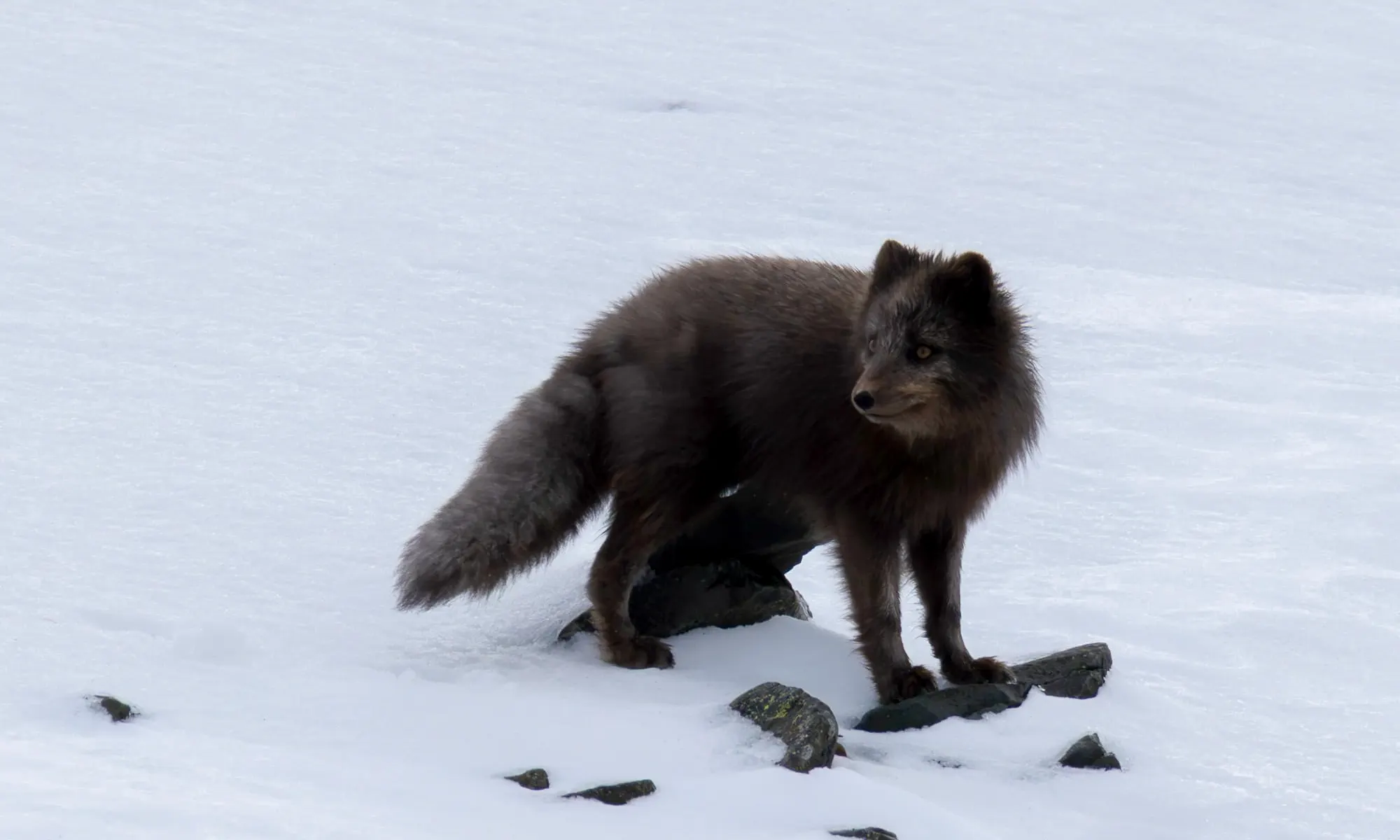Wildlife scouting around Longyearbyen – 2