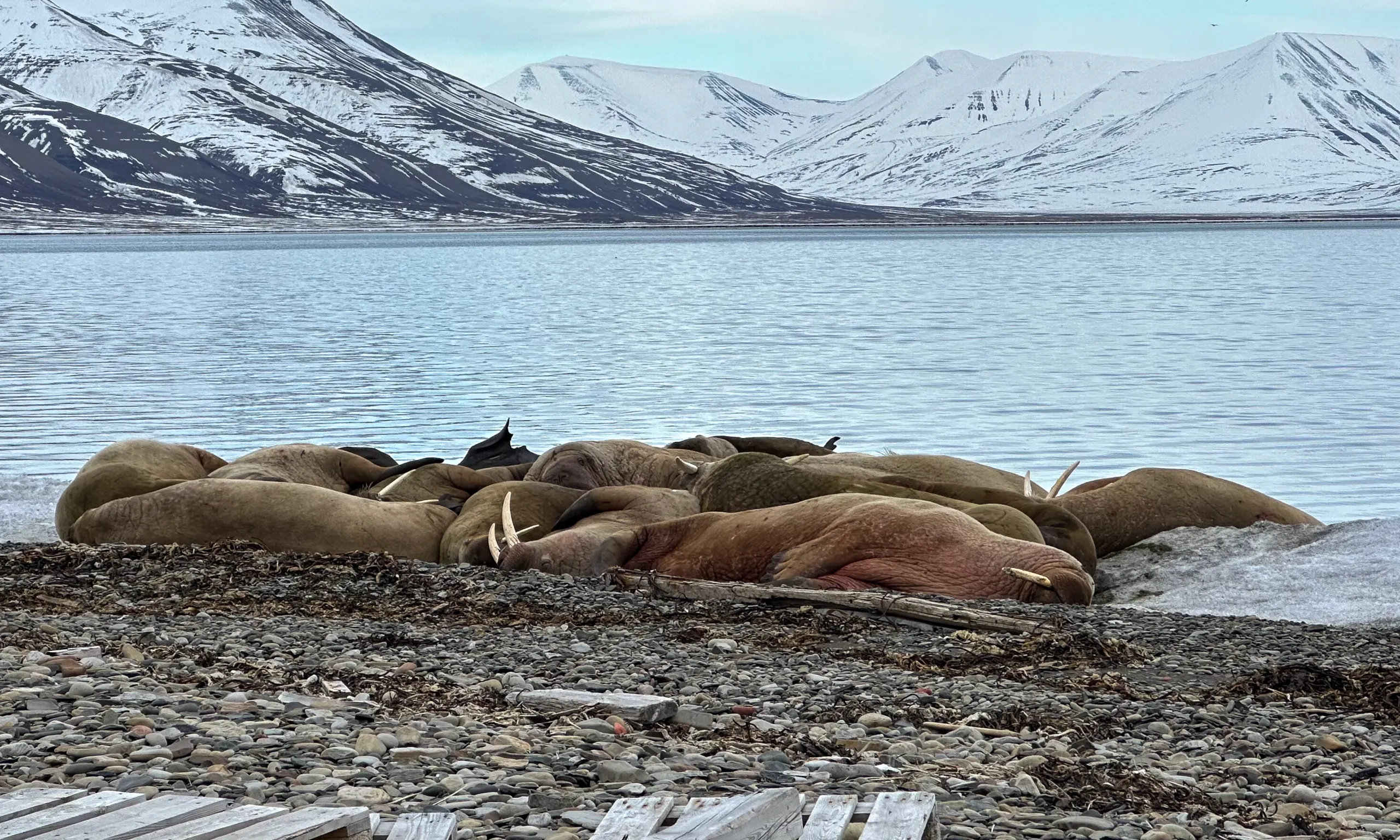Wildlife scouting around Longyearbyen – 3