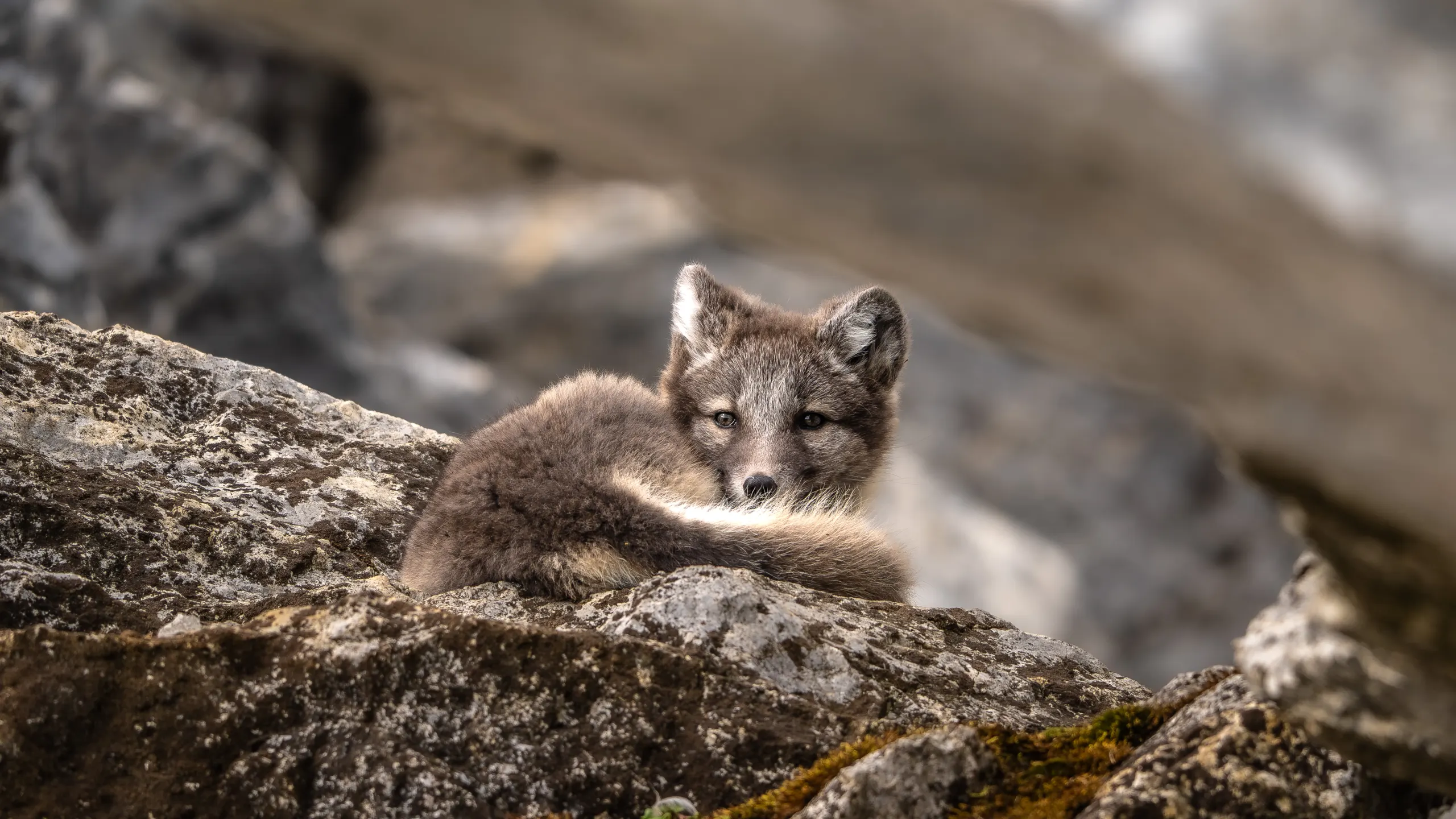 Wildlife scouting around Longyearbyen – 6