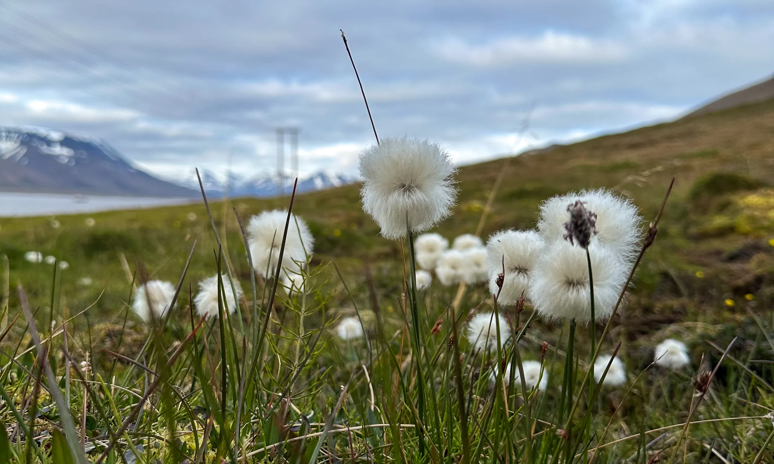 Wildlife scouting around Longyearbyen – 7