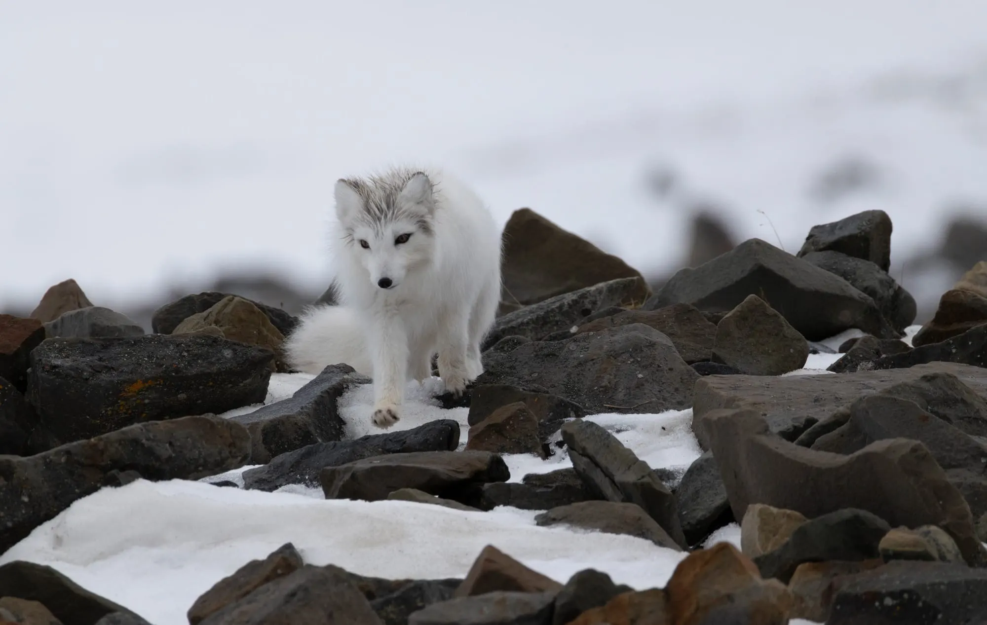 Wildlife scouting around Longyearbyen – 7