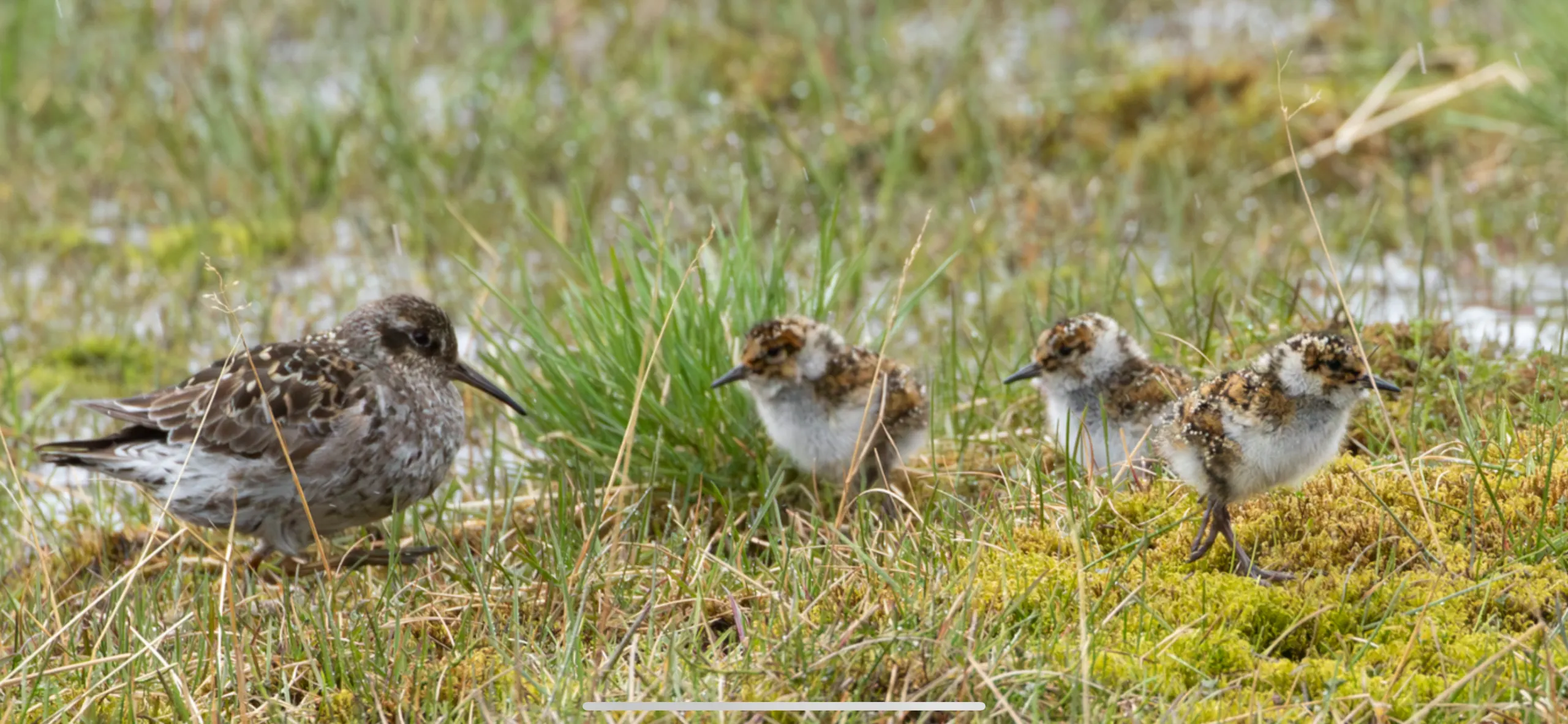 Wildlife scouting around Longyearbyen – 9