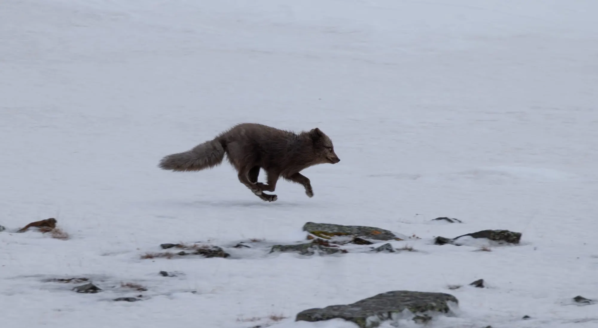 Wildlife scouting around Longyearbyen – 8