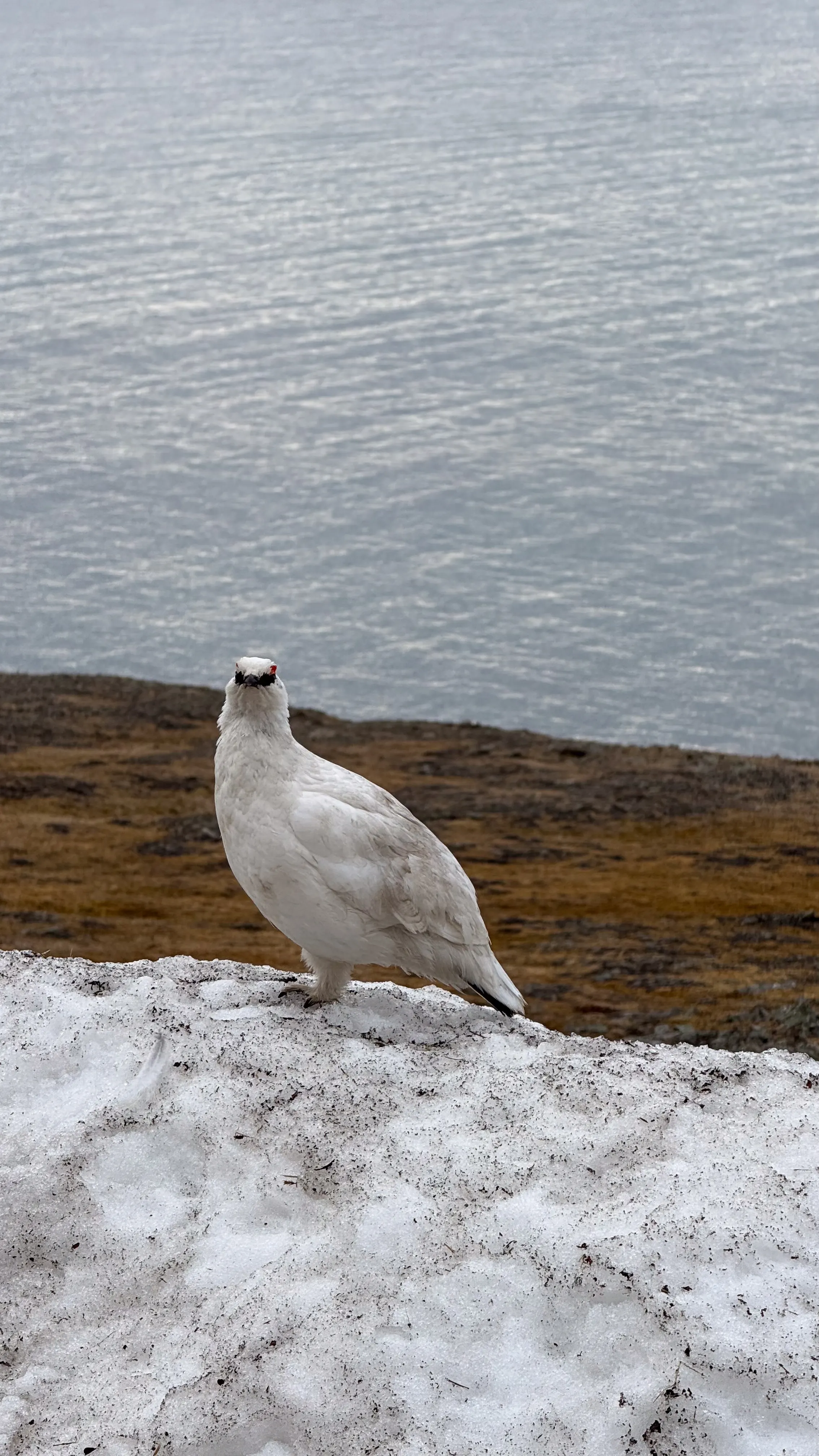 Wildlife scouting around Longyearbyen – 1