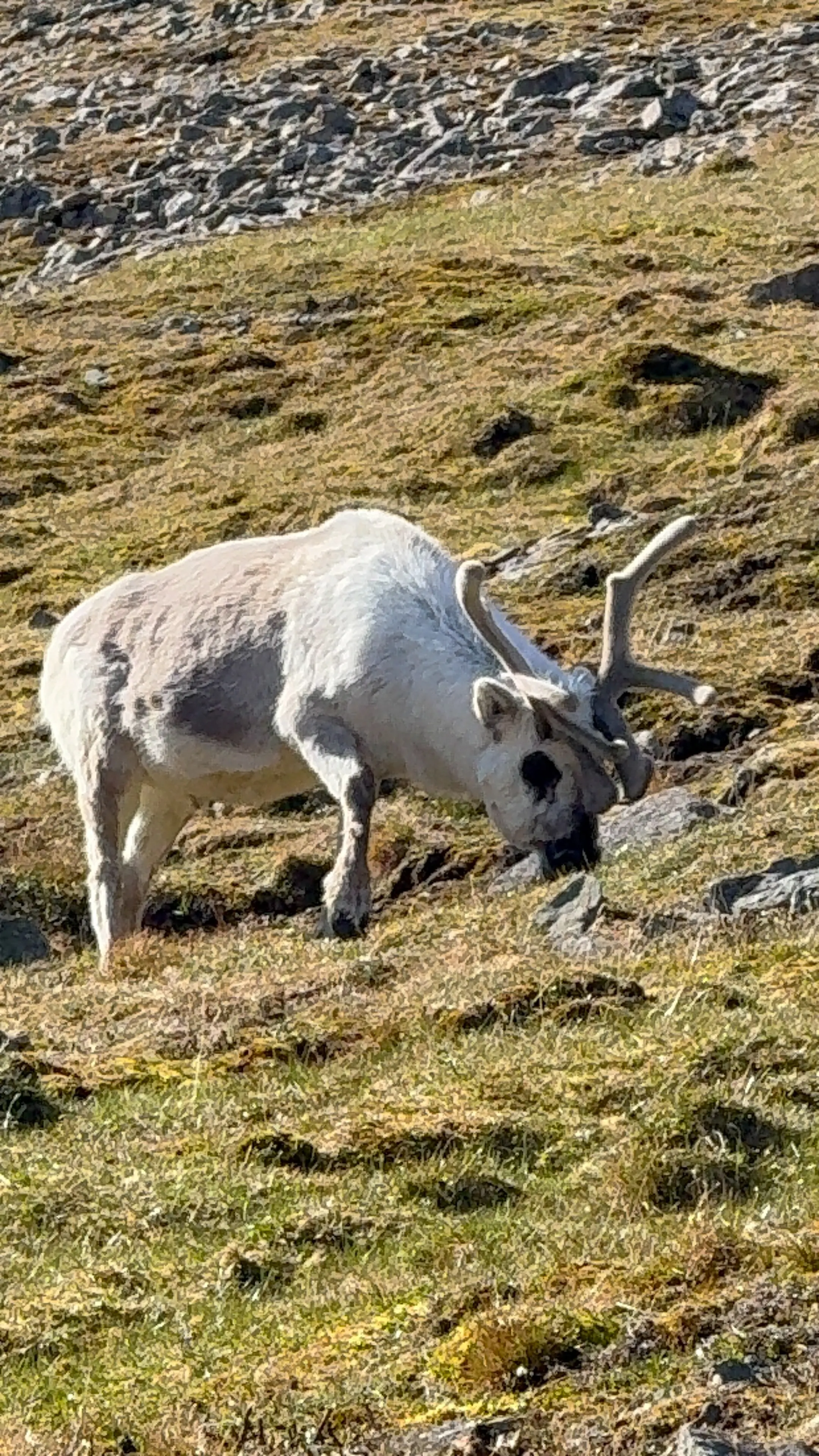 Wildlife scouting around Longyearbyen – 2