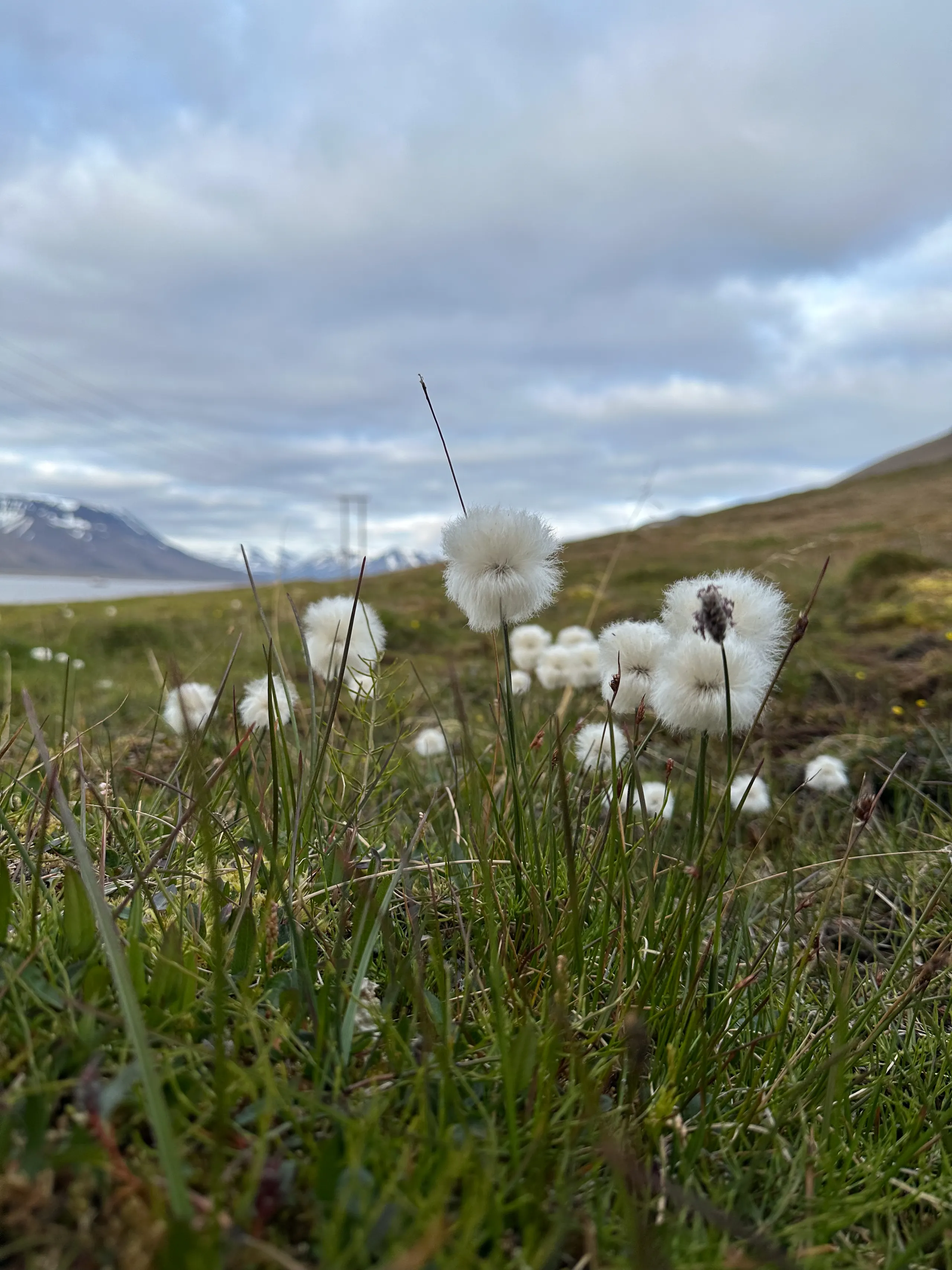 Wildlife scouting around Longyearbyen – 3