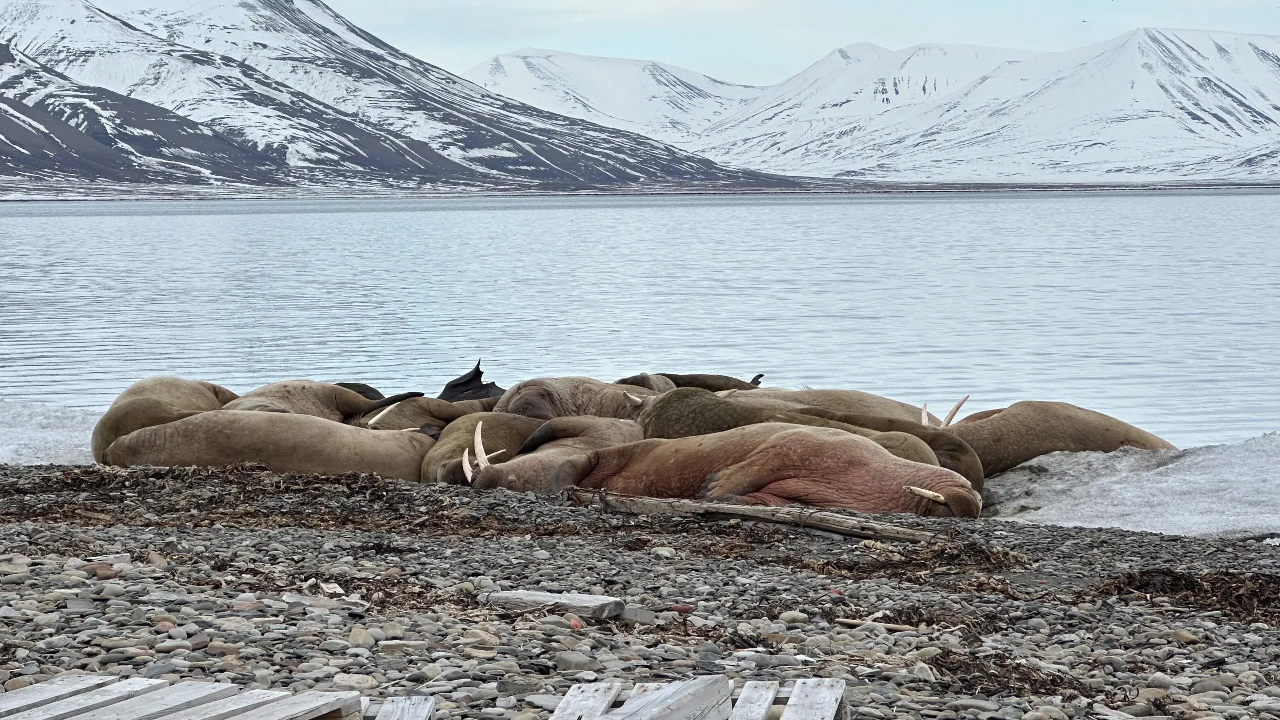 Wildlife scouting around Longyearbyen – 6
