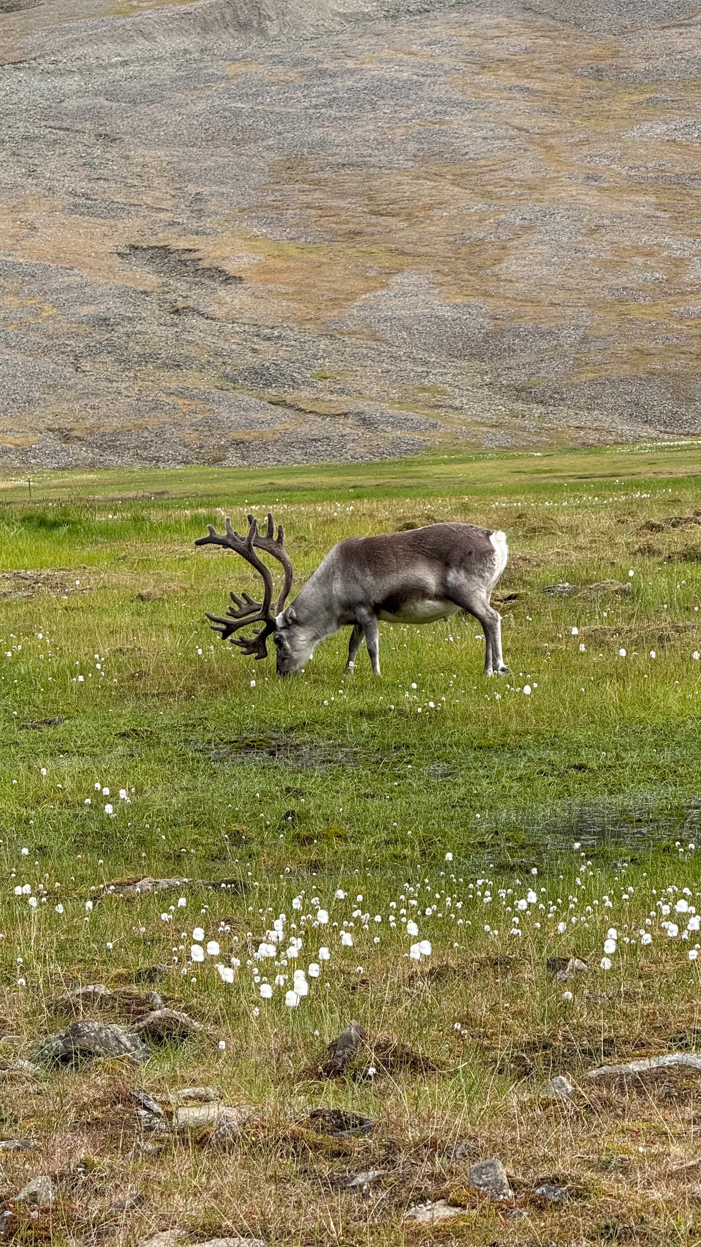Wildlife scouting around Longyearbyen – 5