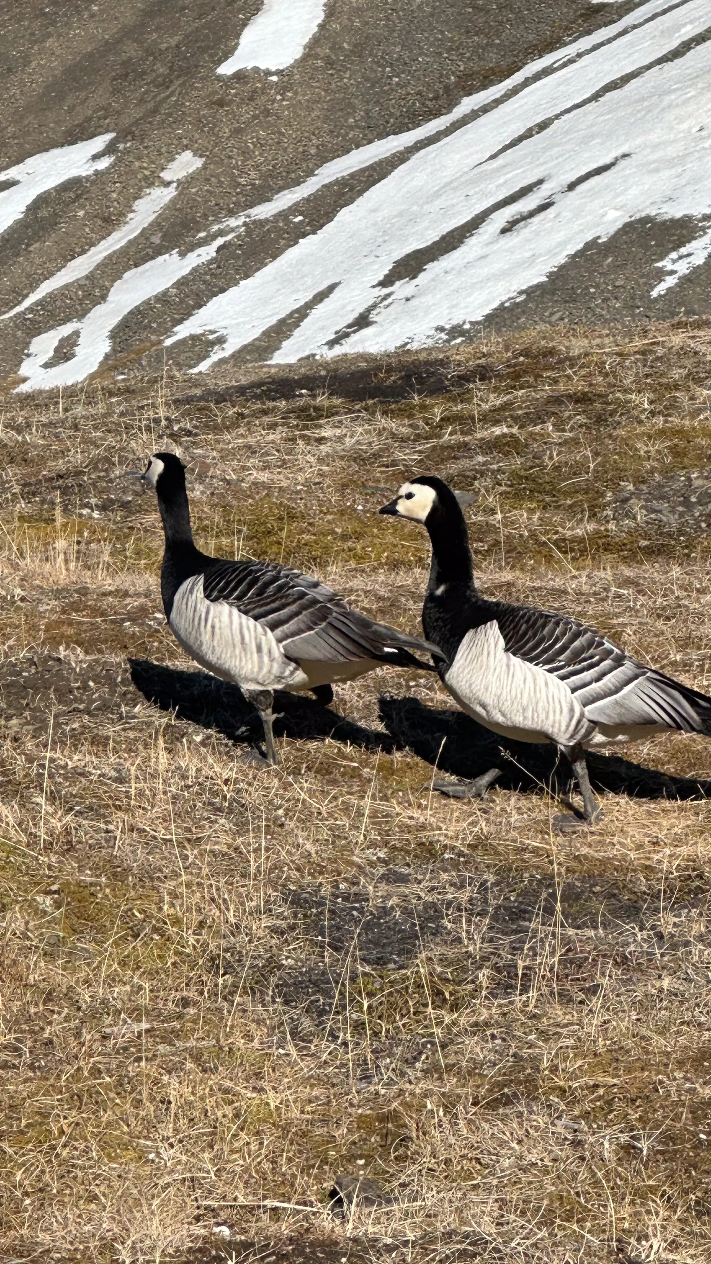 Wildlife scouting around Longyearbyen – 4